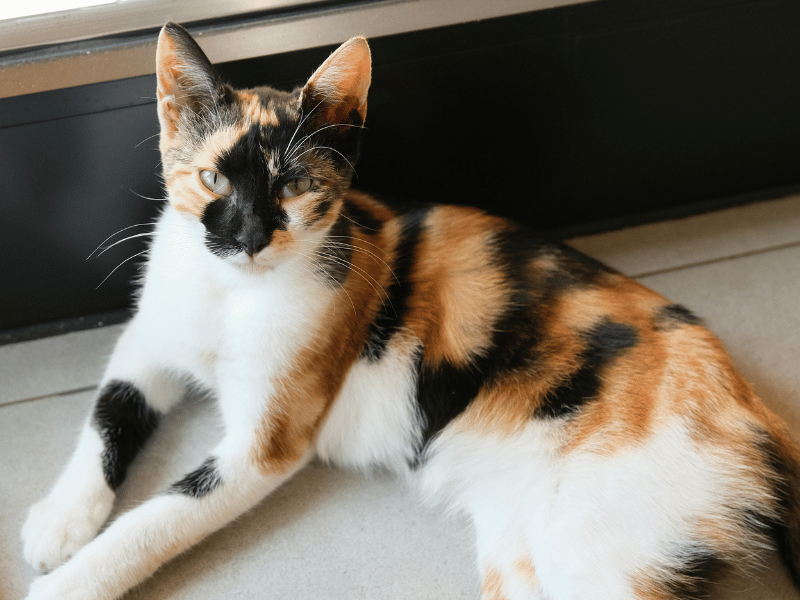 Calico cat with laying down by a window Calico cat with laying down by a window