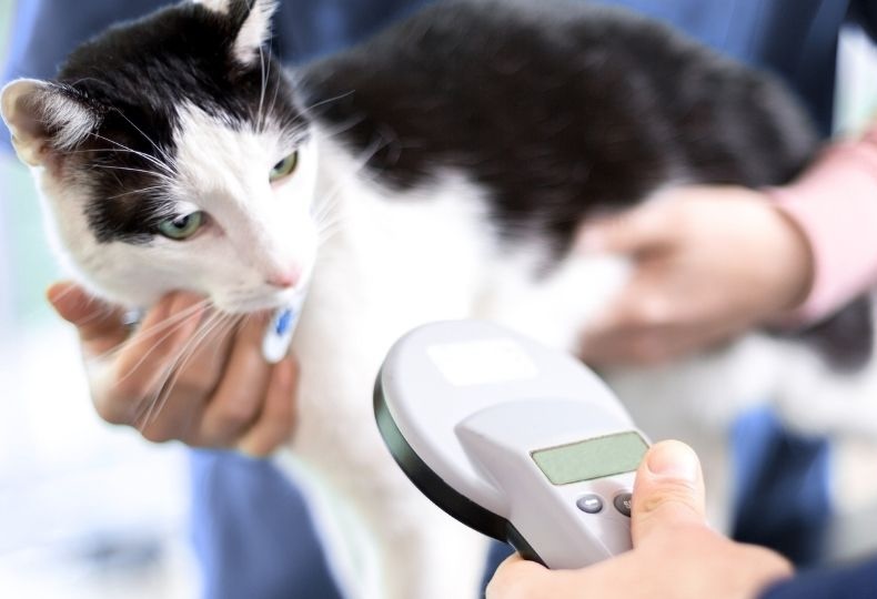 Dog being examined by veterinary staff closeup of brown and white dog outdoors