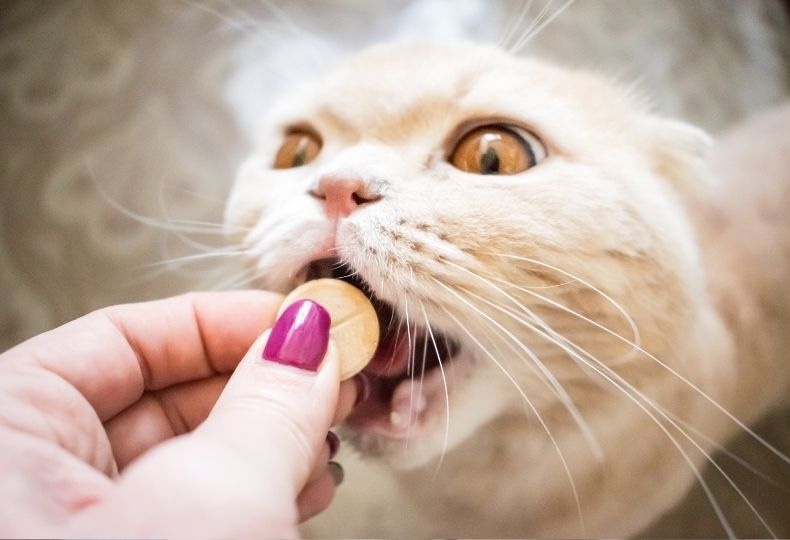 Cat eating a tablet