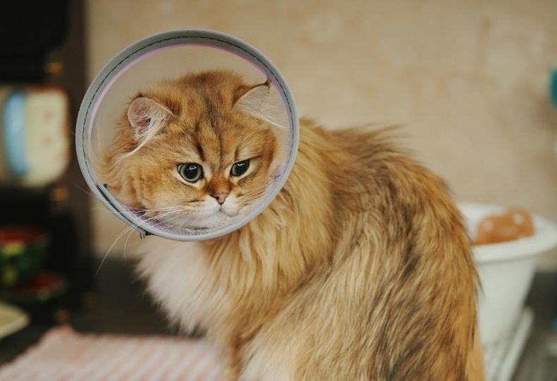 Dog being examined by veterinary staff closeup of brown and white dog outdoors