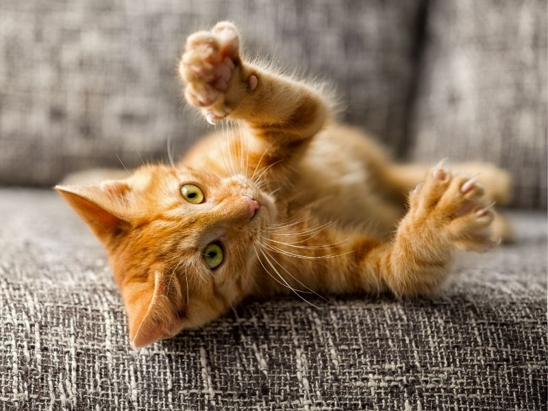 Cat playing on a couch closeup of brown and white dog outdoors