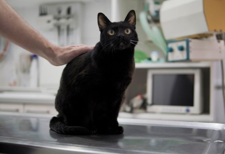 Dog being examined by veterinary staff closeup of brown and white dog outdoors