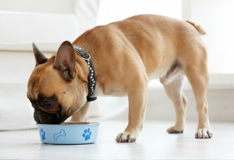 Dog being examined by veterinary staff closeup of brown and white dog outdoors