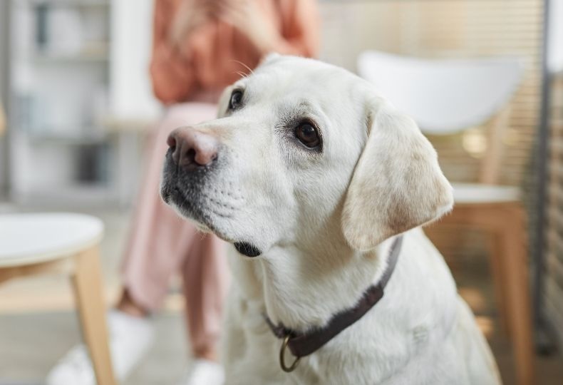 Dog sitting in the waiting room with a woman