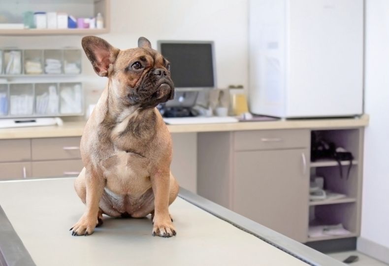 Dog being examined by veterinary staff closeup of brown and white dog outdoors