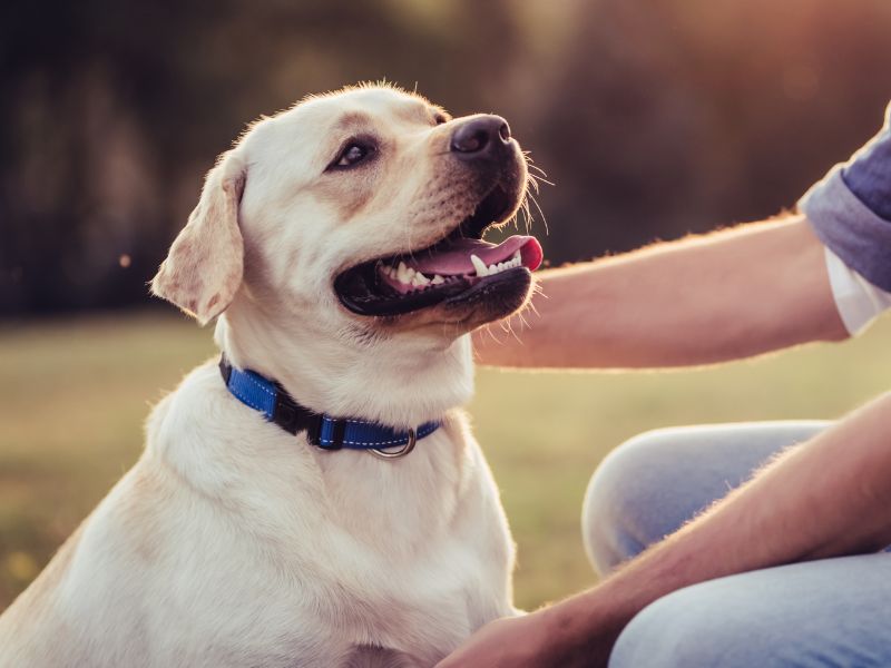 Dog sitting outside with a man Dog sitting outside with a man