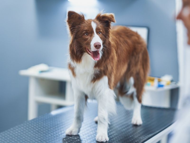 Dog standing on an exam table closeup of brown and white dog outdoors