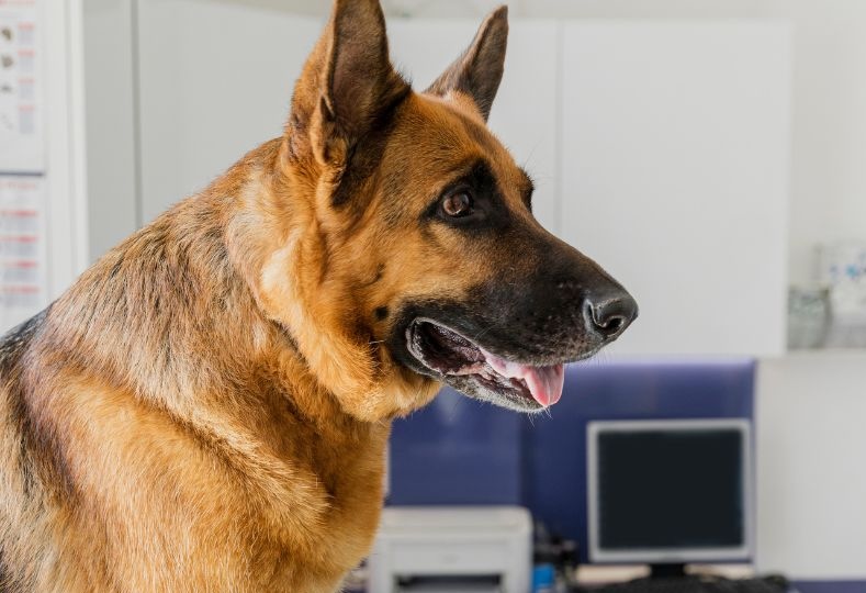 Dog being examined by veterinary staff closeup of brown and white dog outdoors
