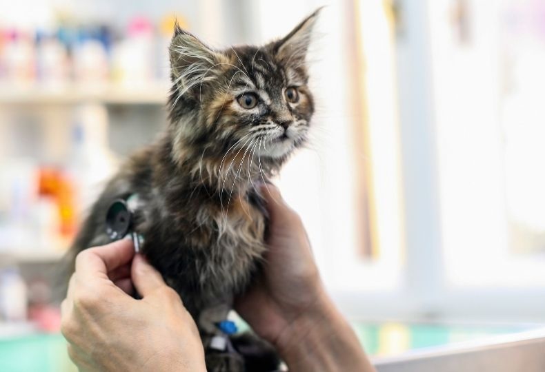 Kitten being examined