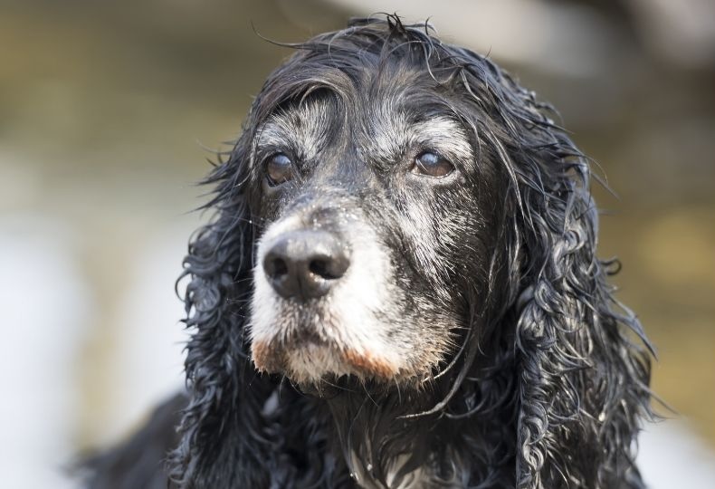 Dog being examined by veterinary staff closeup of brown and white dog outdoors