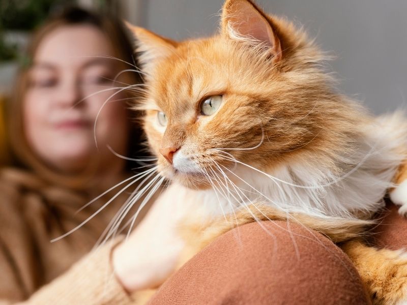 Orange cat sitting with a woman closeup of brown and white dog outdoors