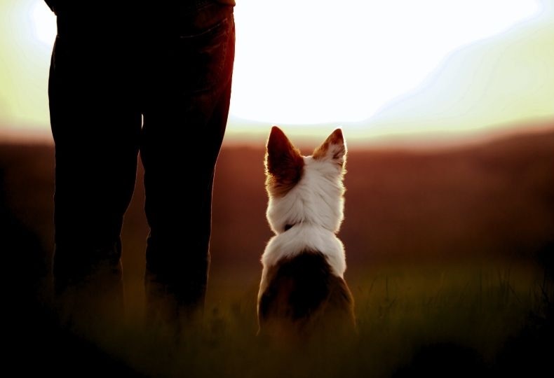 Person and dog sitting at sunset
