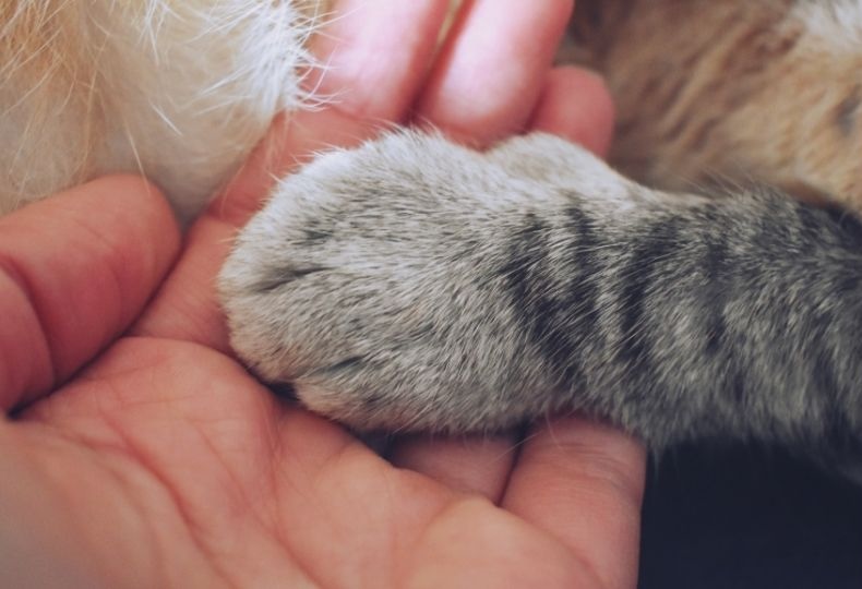 Dog being examined by veterinary staff closeup of brown and white dog outdoors
