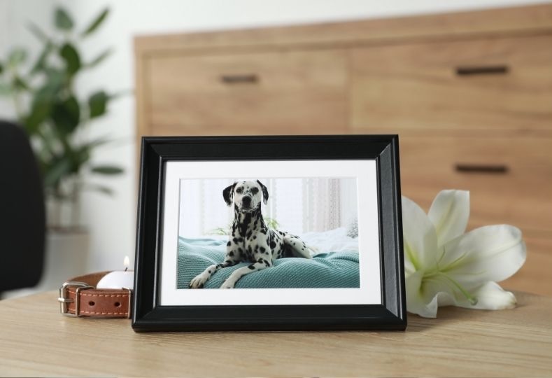 Dog being examined by veterinary staff closeup of brown and white dog outdoors