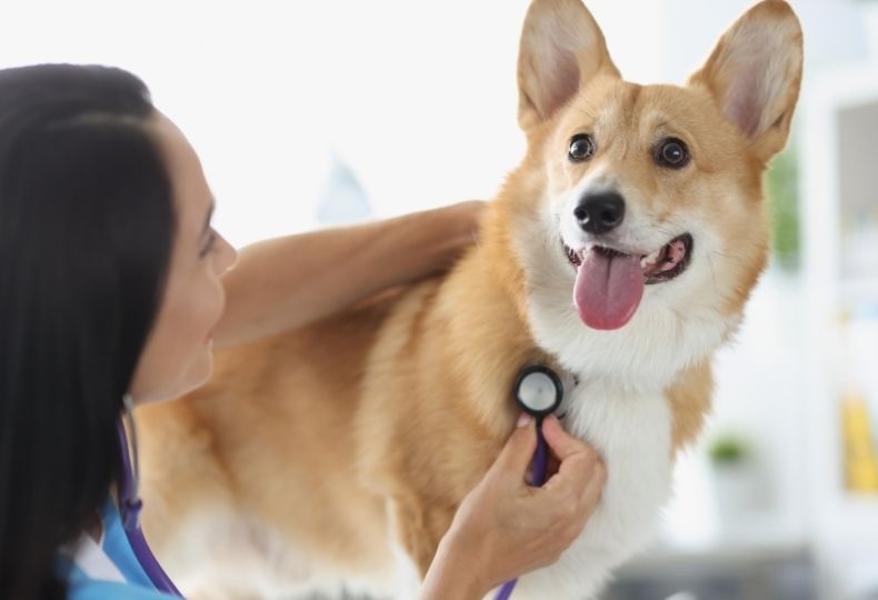 Vet staff examining a Corgi
