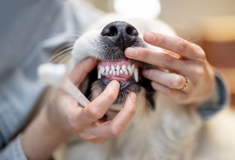 closeup of brown and white dog outdoors
