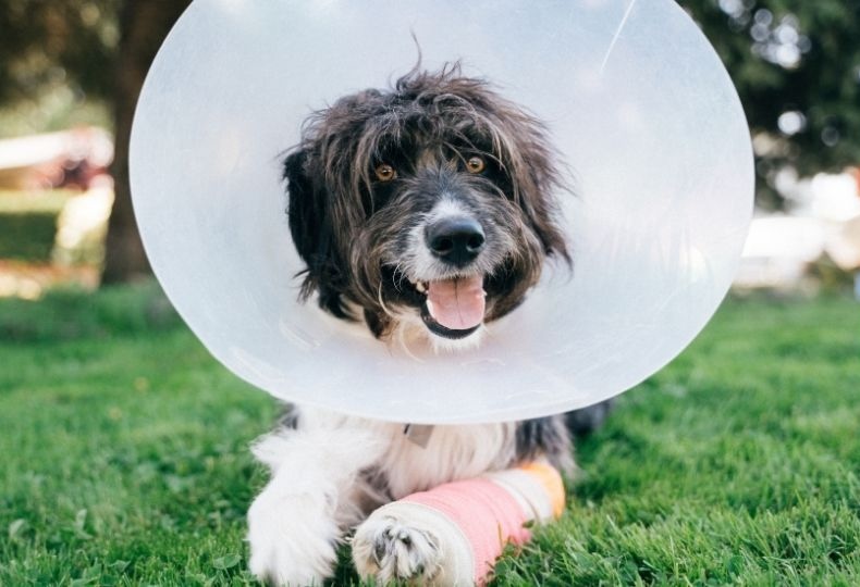 Dog being examined by veterinary staff closeup of brown and white dog outdoors