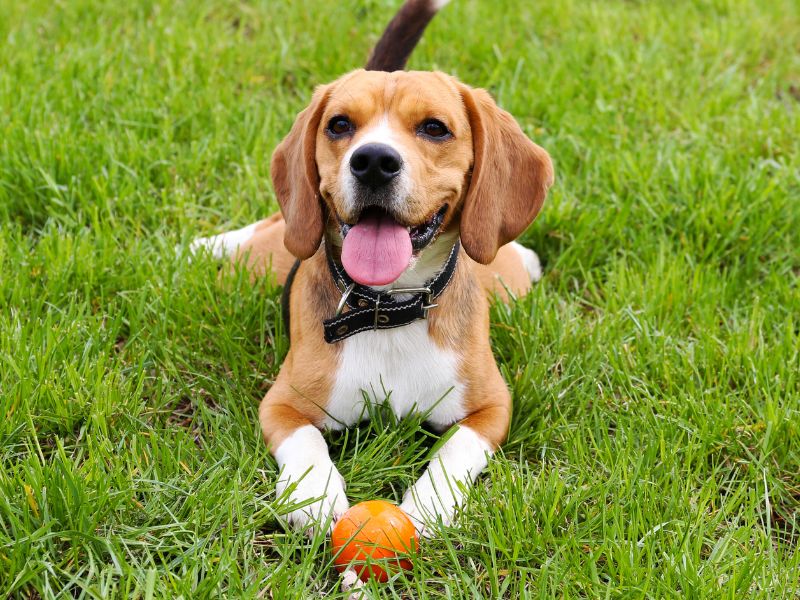 Beagle dog, collar, orange ball