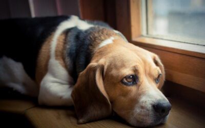 Heat Stroke in Dogs & Cats: Prevent Your Pet from Overheating