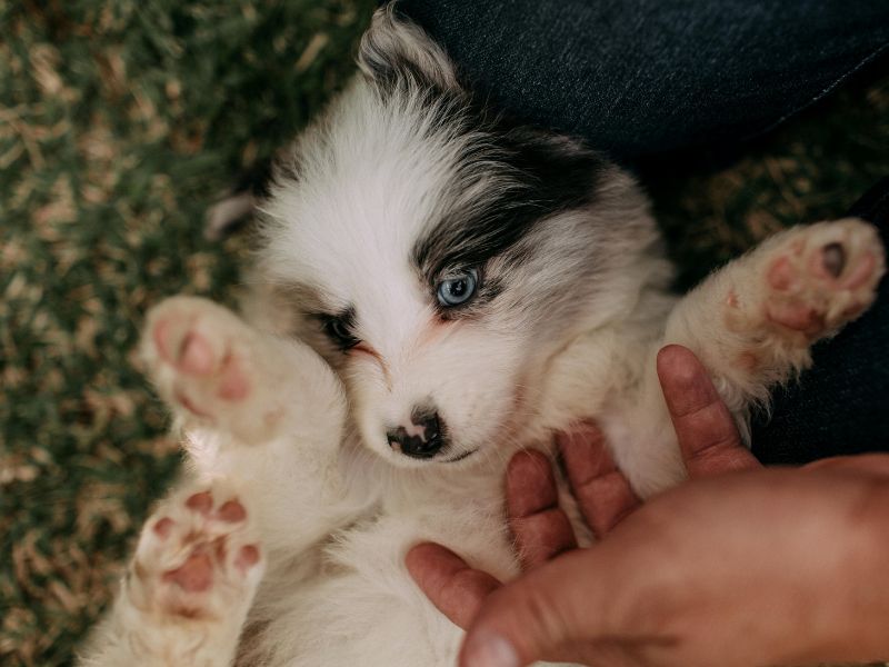 Blue-eyed puppy on back Blue-eyed puppy on back