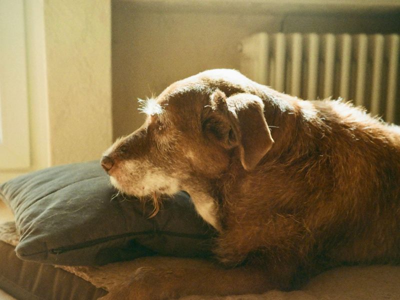 Brown dog on pillow Brown dog on pillow
