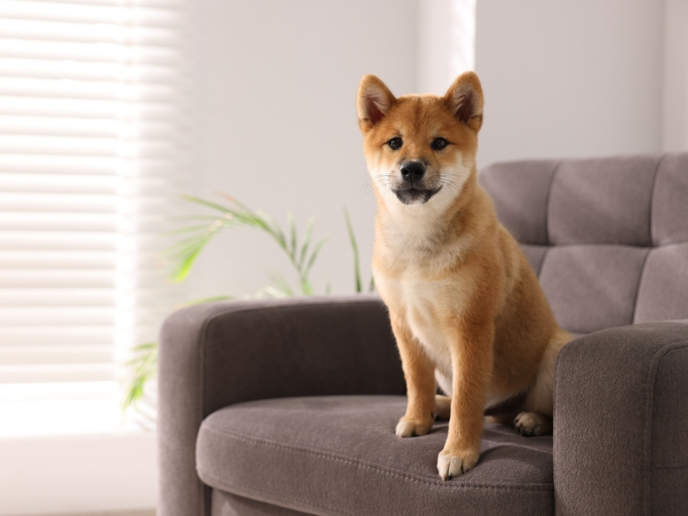 Brown puppy sitting on a sofa Brown puppy sitting on a sofa