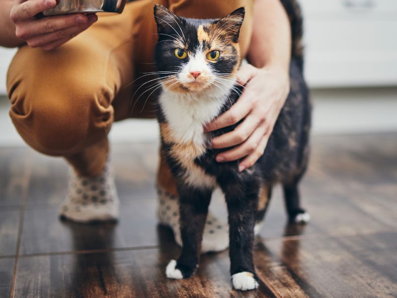 Calico cat, person, feeding Calico cat, person, feeding