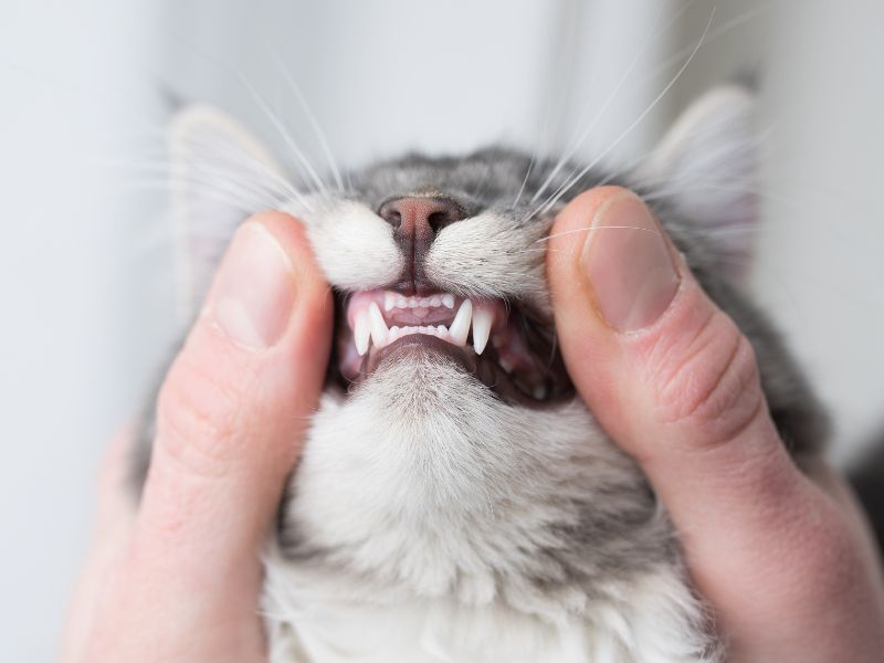 Cat's teeth examined by hand Cat's teeth examined by hand