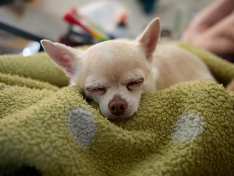 Chihuahua sleeping on blanket