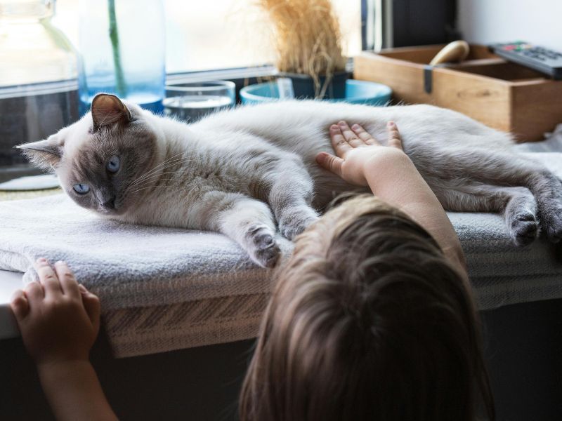Child petting gray cat Child petting gray cat