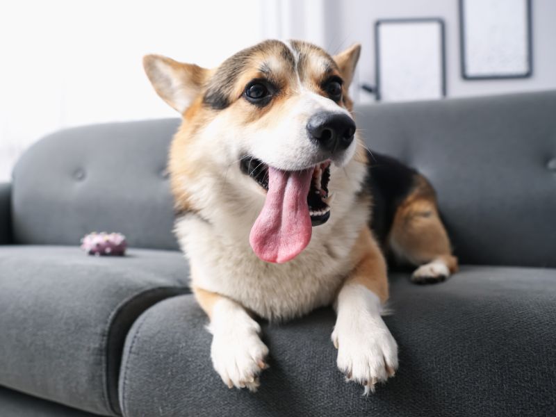 Corgi dog on couch, panting. Corgi dog on couch, panting.