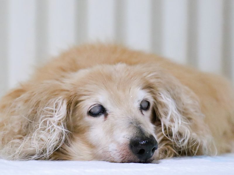 Cream long-haired dog, resting Cream long-haired dog, resting