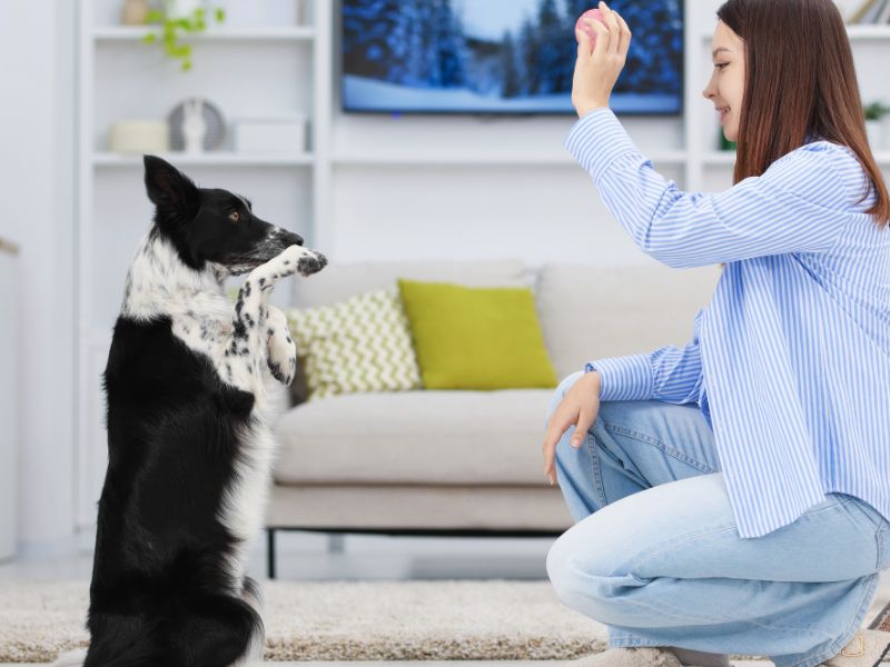 Dog begging for ball Dog begging for ball