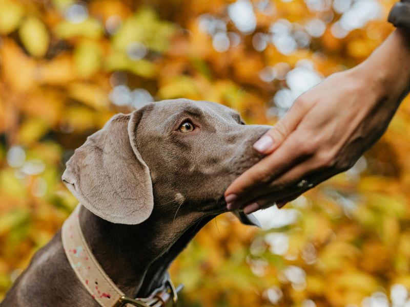 Dog being pet by human Dog being pet by human
