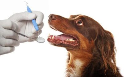 Pet Dental Care FAQs