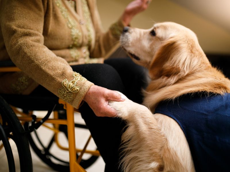 Dog paw in hand Dog paw in hand