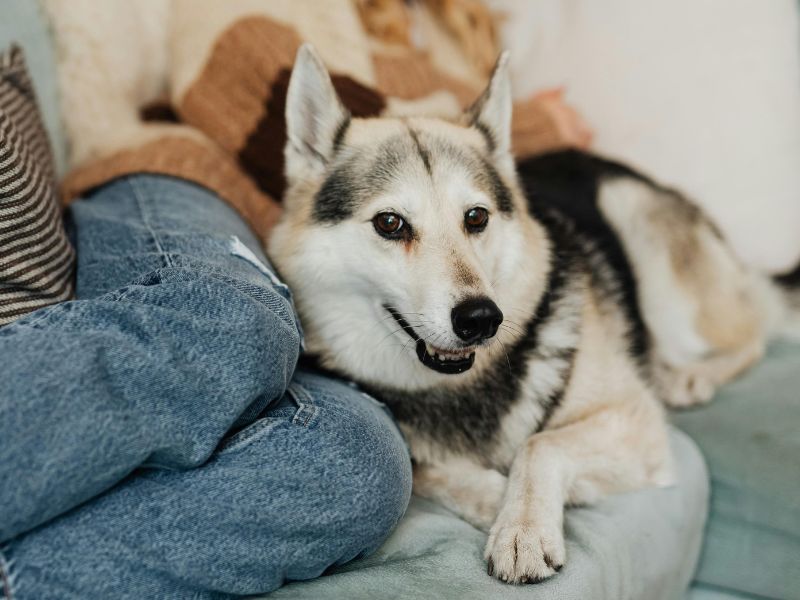 Dog resting on couch Dog resting on couch