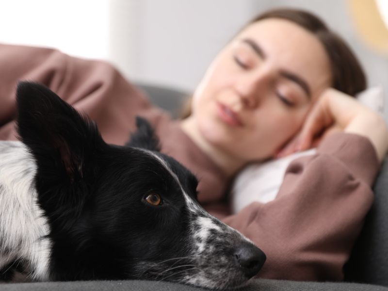 Dog rests, woman sleeps Dog rests, woman sleeps