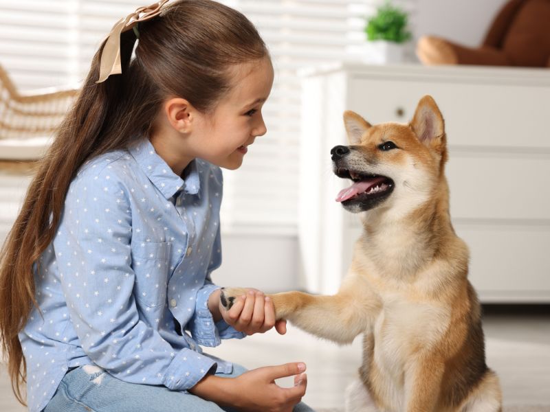 Girl shaking dog's paw Girl shaking dog's paw