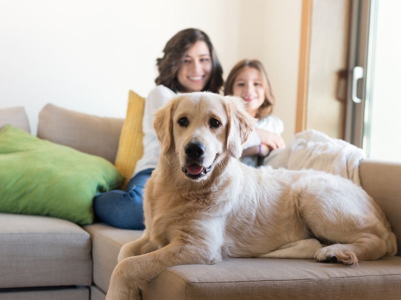 Golden retriever, mother, and child Golden retriever, mother, and child