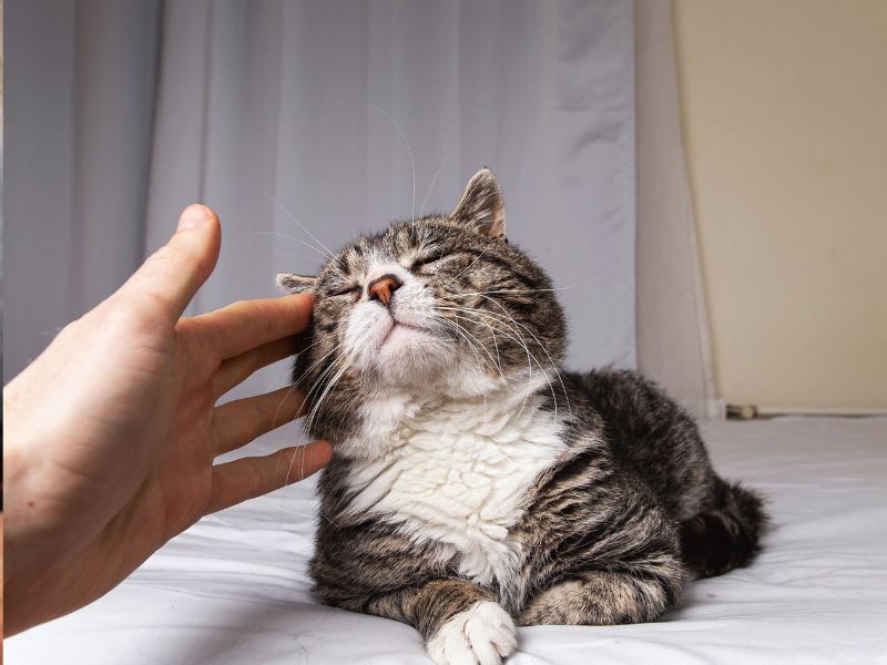 Hand petting happy tabby cat