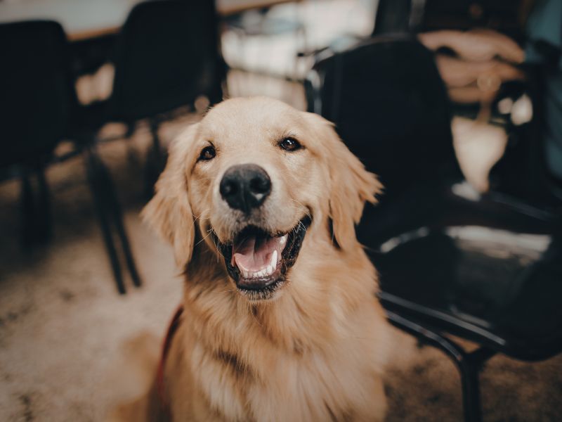 Happy Golden Retriever smiling Happy Golden Retriever smiling