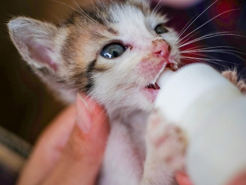 Kitten bottle feeding milk Kitten bottle feeding milk