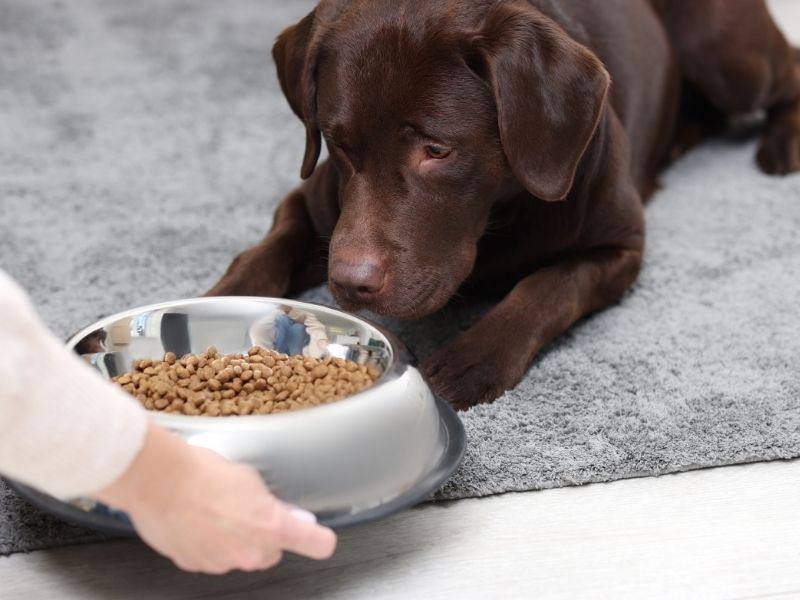 Labrador dog, food bowl Labrador dog, food bowl