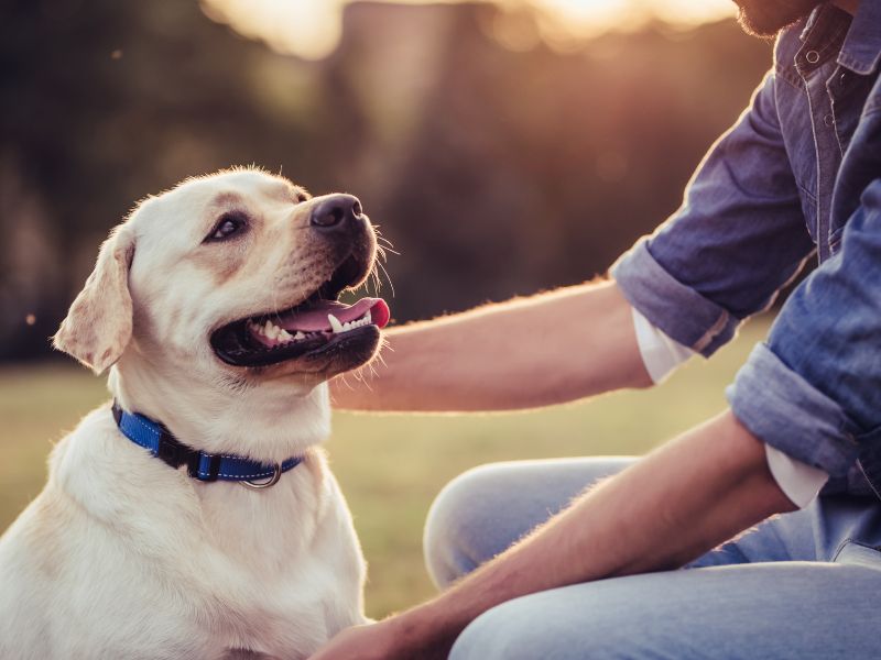 Man petting happy dog