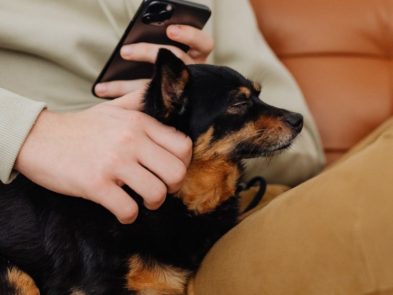 Man petting little dog Man petting little dog
