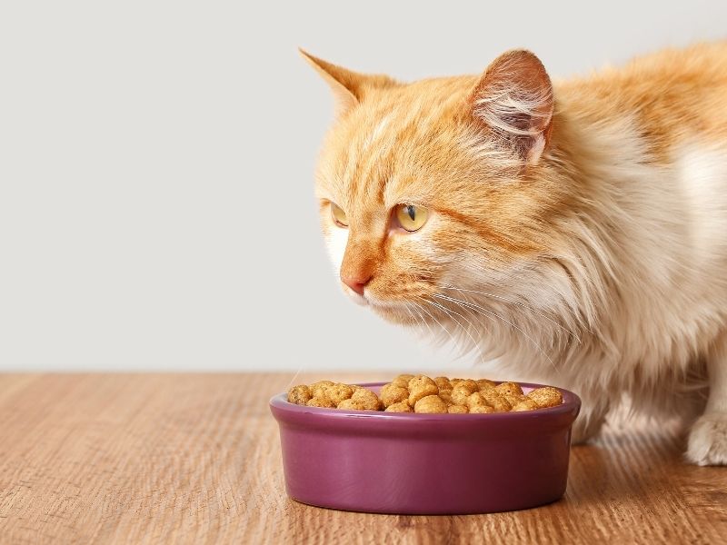 Orange cat eating kibble Orange cat eating kibble