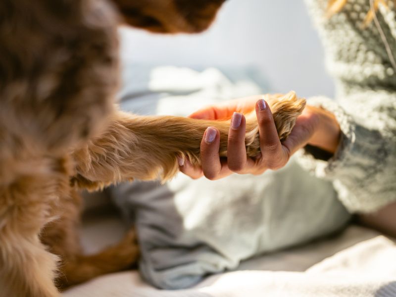 Person holding dog paw Person holding dog paw