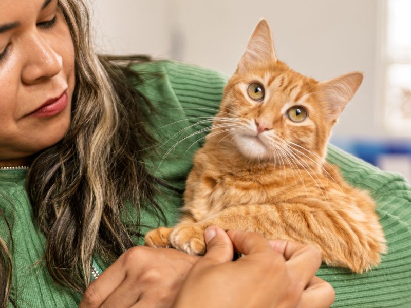 Person holding orange cat Person holding orange cat