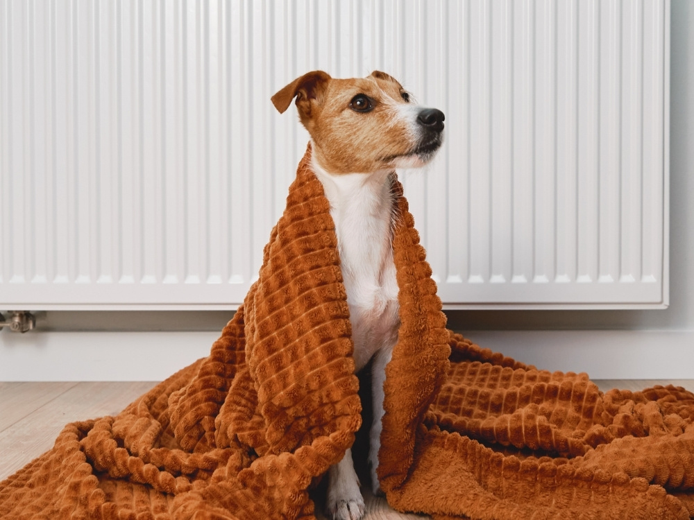 Cat playing on a couch closeup of brown and white dog outdoors